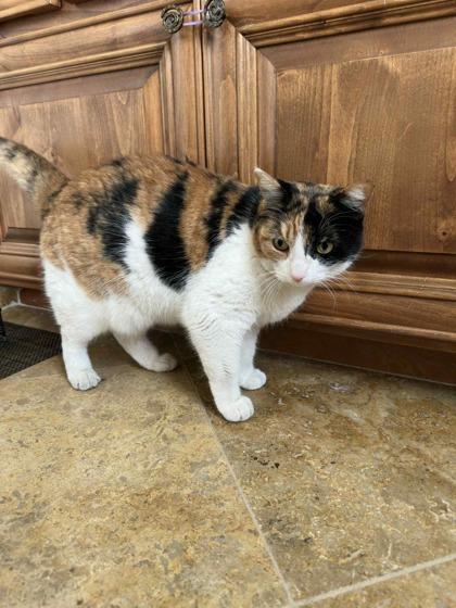 Enlarge Hey Girl, a Adoptable mixed breed in Scottsdale, AZ image 2/3