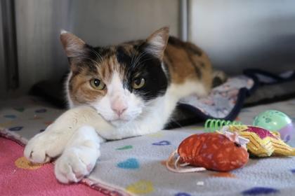 Enlarge Hey Girl, a Adoptable mixed breed in Scottsdale, AZ image 3/3