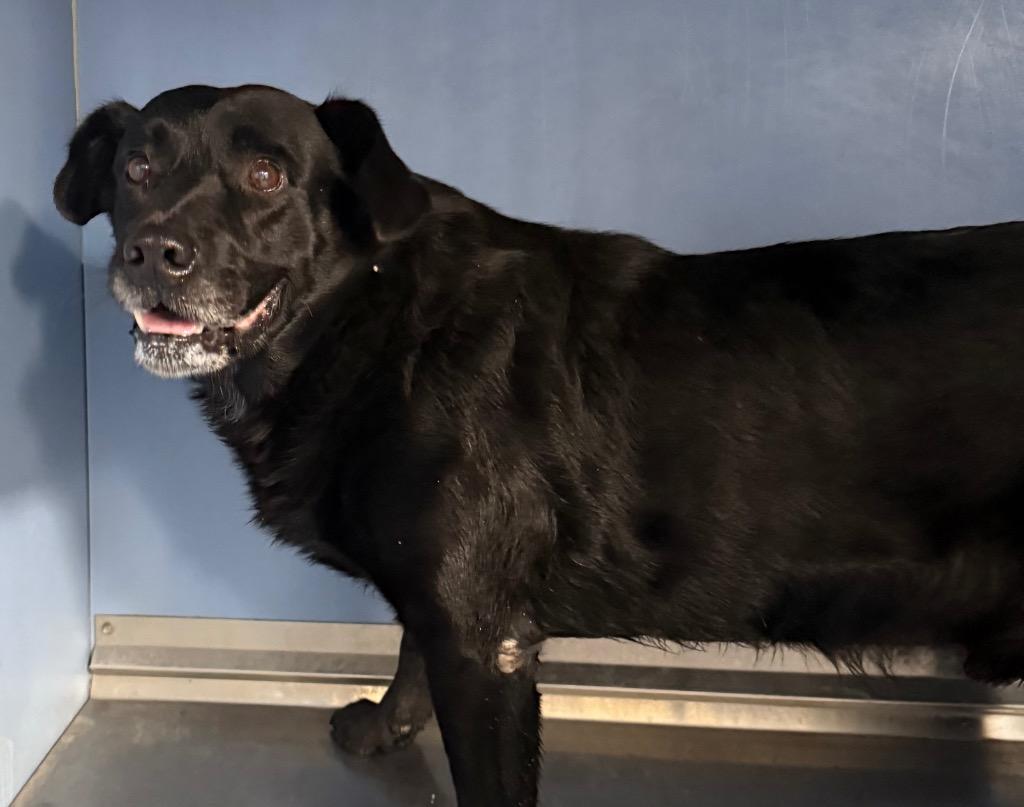 Marty, Adopted, Adult Male Labrador Retriever & Mixed Breed.