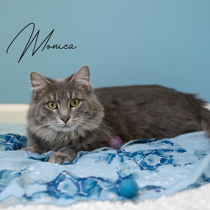 Monica, a Adoptable Domestic Medium Hair in Pekin, IL image 1/2
