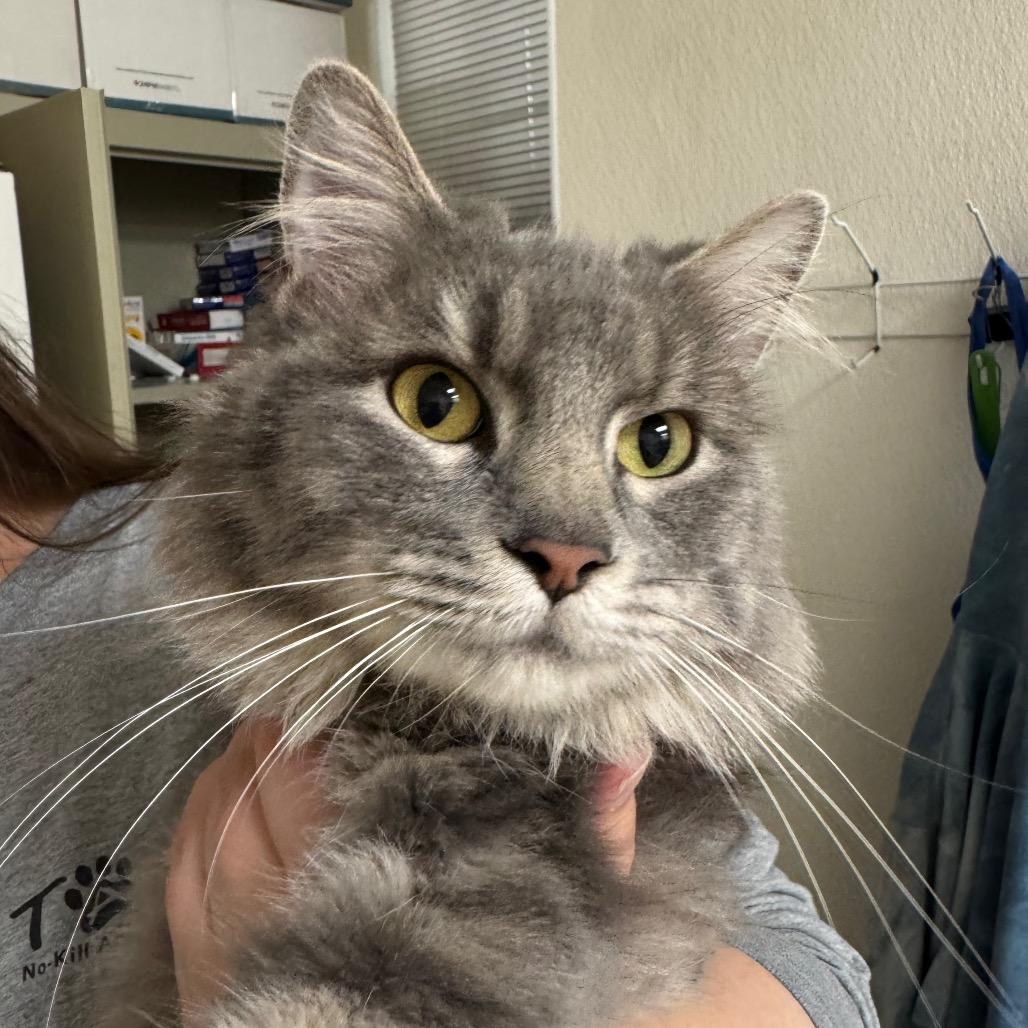 Monica, a Adoptable Domestic Medium Hair in Pekin, IL image 2/2