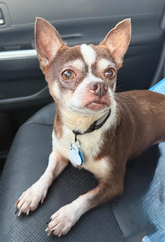 Enlarge Clark Griswold, a Adoptable Chihuahua in College Station, TX image 1/6