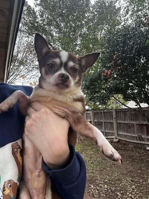 Enlarge Clark Griswold, a Adoptable Chihuahua in College Station, TX image 2/6