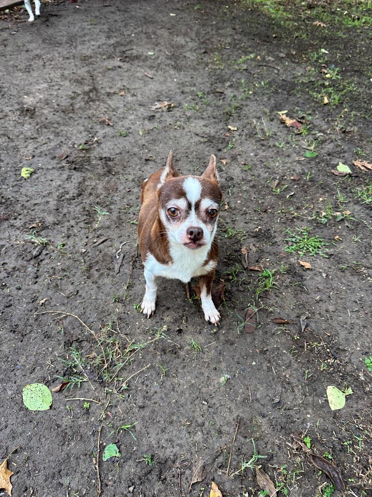 Enlarge Clark Griswold, a Adoptable Chihuahua in College Station, TX image 3/6