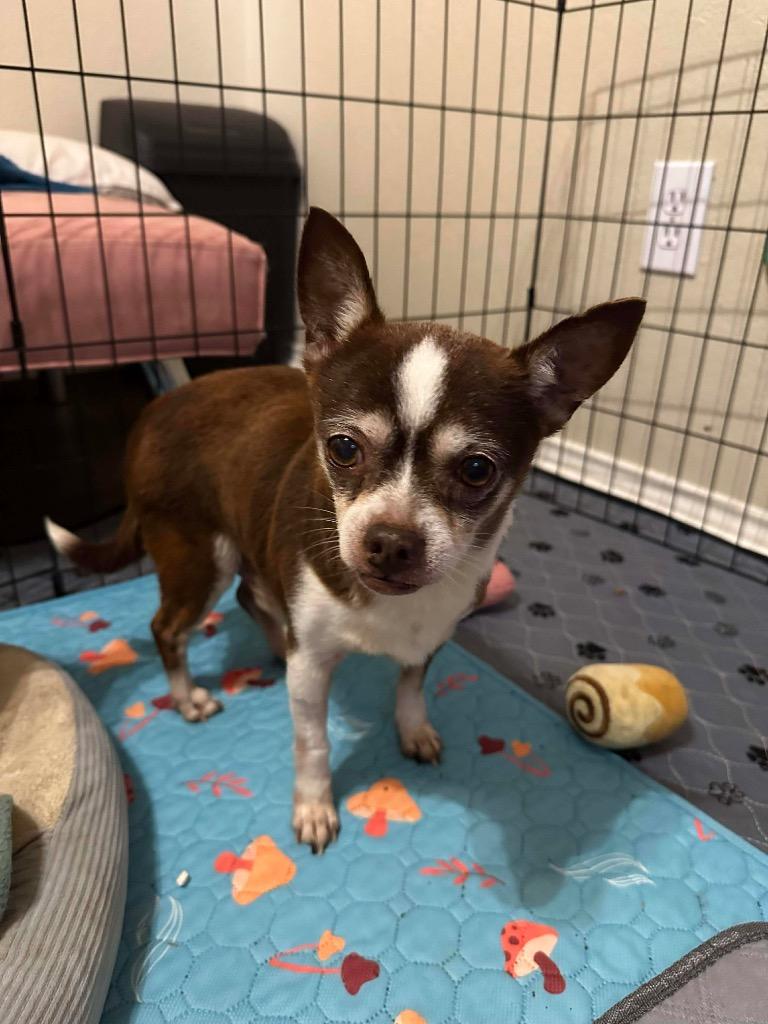 Enlarge Clark Griswold, a Adoptable Chihuahua in College Station, TX image 4/6