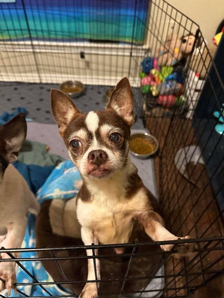 Enlarge Clark Griswold, a Adoptable Chihuahua in College Station, TX image 5/6