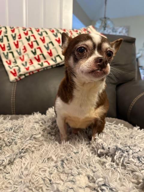 Enlarge Clark Griswold, a Adoptable Chihuahua in College Station, TX image 6/6