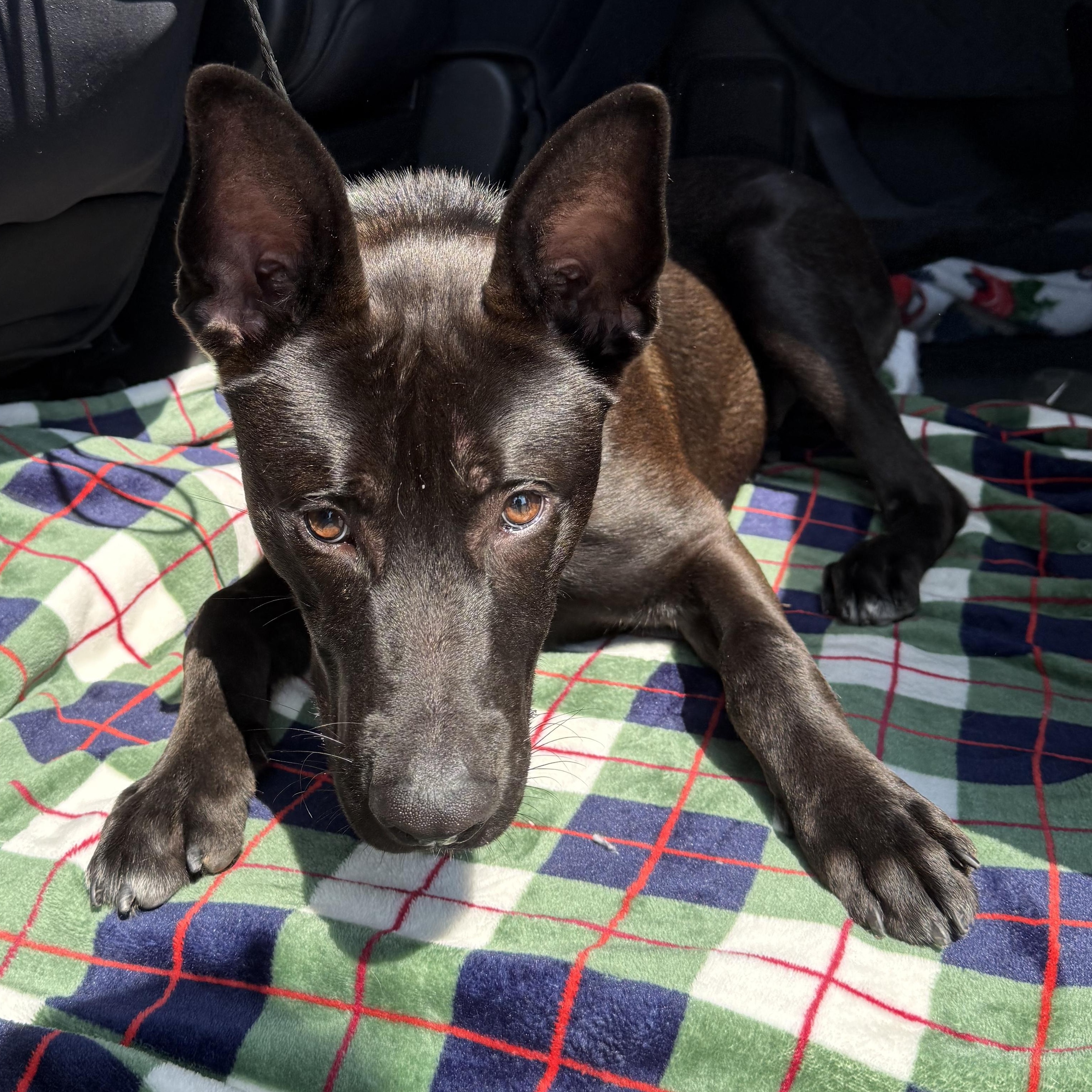Enlarge Chomps, a Adopted German Shepherd Dog in Grand Blanc, MI image 3/4