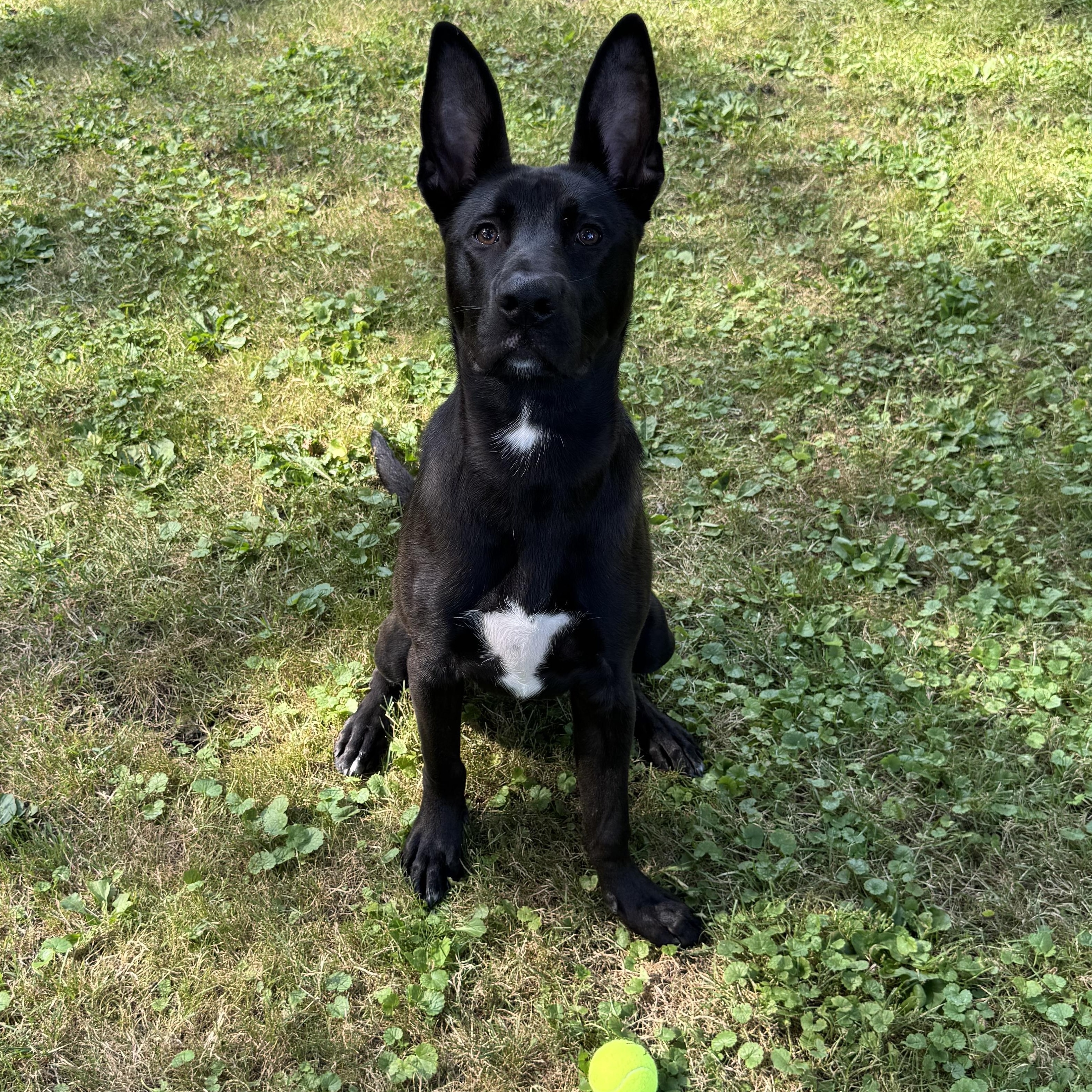 Enlarge Chomps, a Adopted German Shepherd Dog in Grand Blanc, MI image 1/4