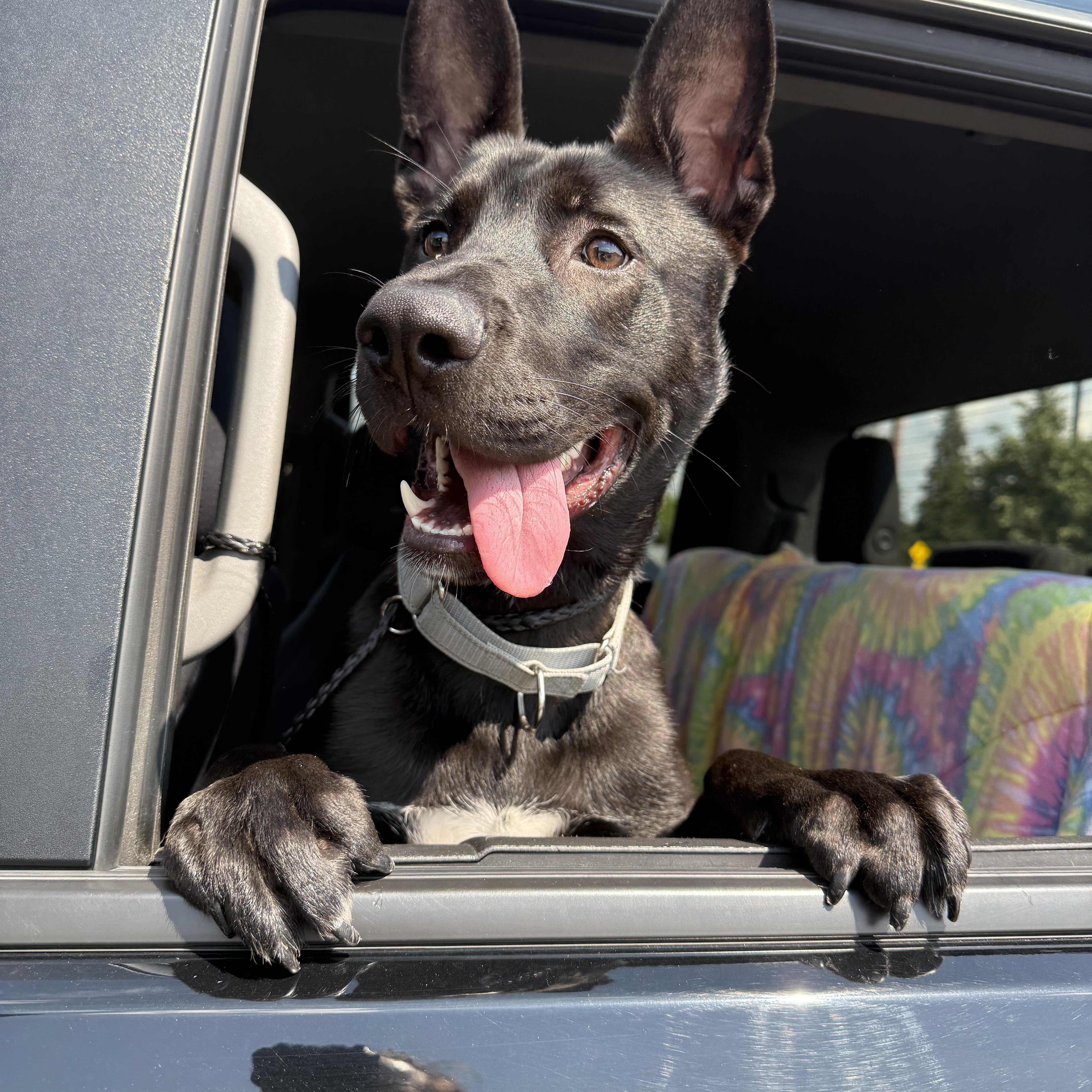 Enlarge Chomps, a Adopted German Shepherd Dog in Grand Blanc, MI image 4/4