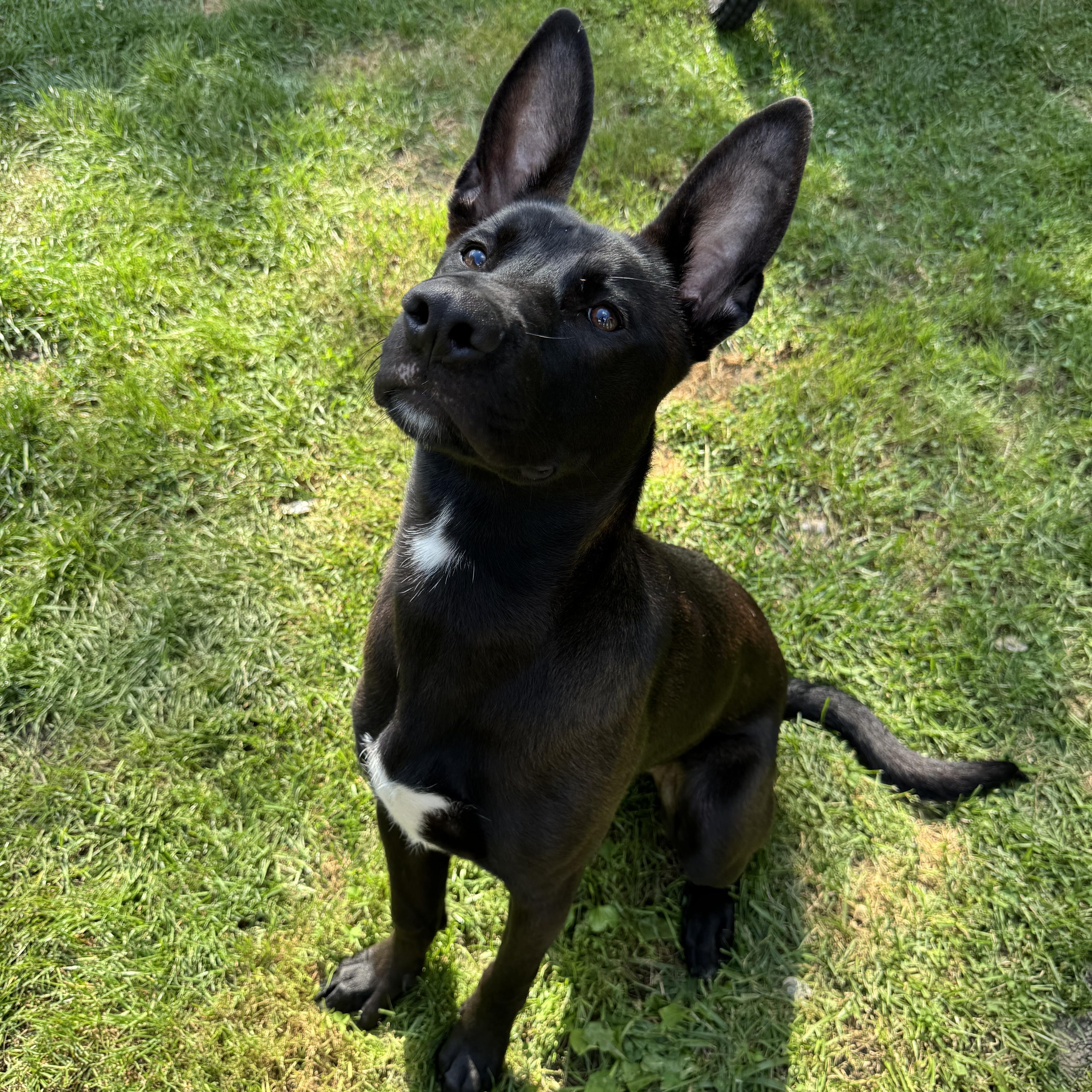 Enlarge Chomps, a Adopted German Shepherd Dog in Grand Blanc, MI image 2/4