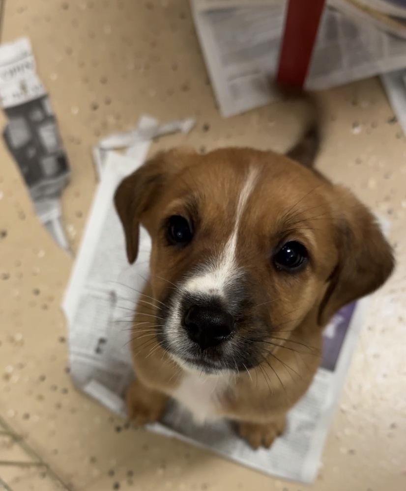 Jean-Ralphio, Adoptable, Puppy Male Terrier.