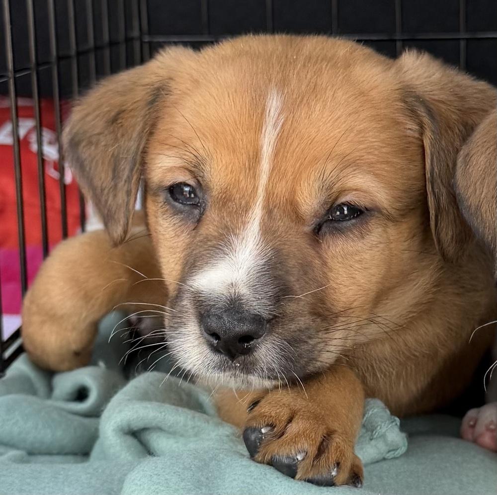 Enlarge Jean-Ralphio, a Adoptable mixed breed in Mundelein, IL image 2/6