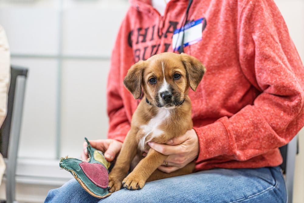 Enlarge Jean-Ralphio, a Adoptable mixed breed in Mundelein, IL image 3/6