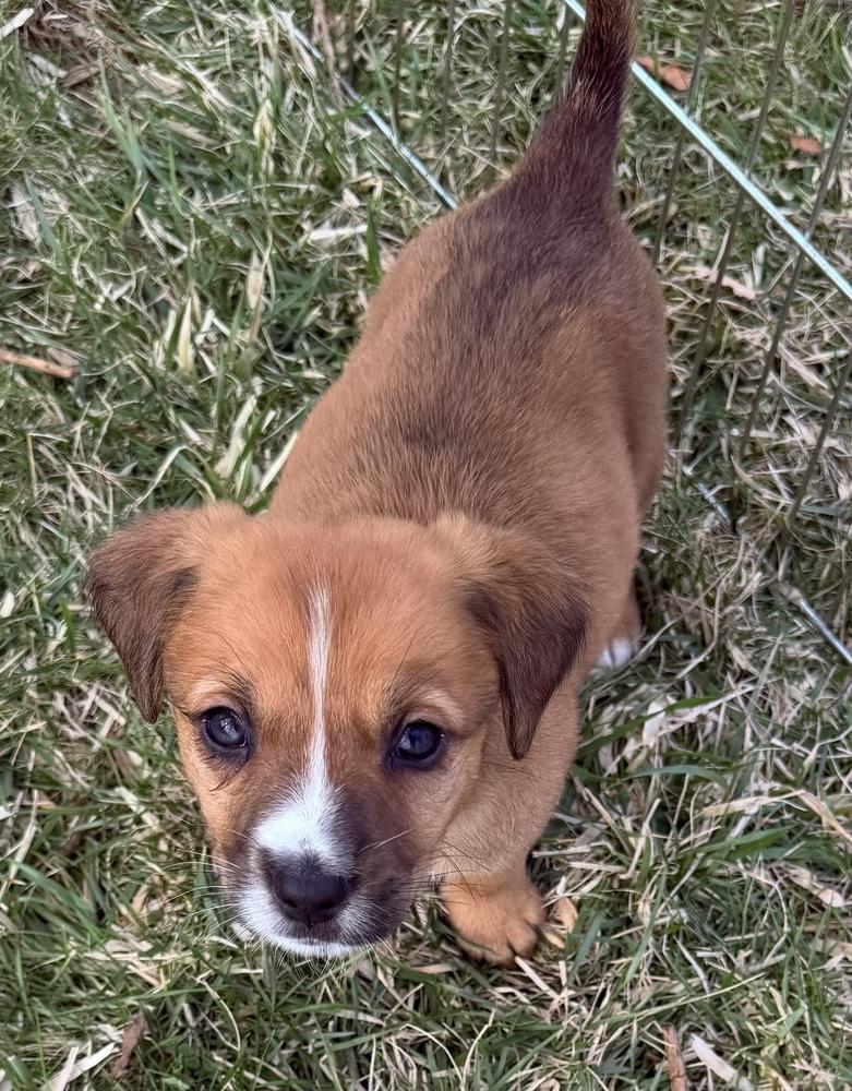 Enlarge Jean-Ralphio, a Adoptable mixed breed in Mundelein, IL image 4/6