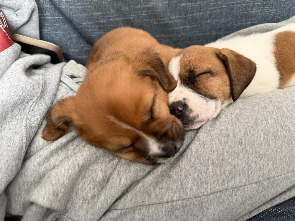 Enlarge Jean-Ralphio, a Adoptable mixed breed in Mundelein, IL image 5/6