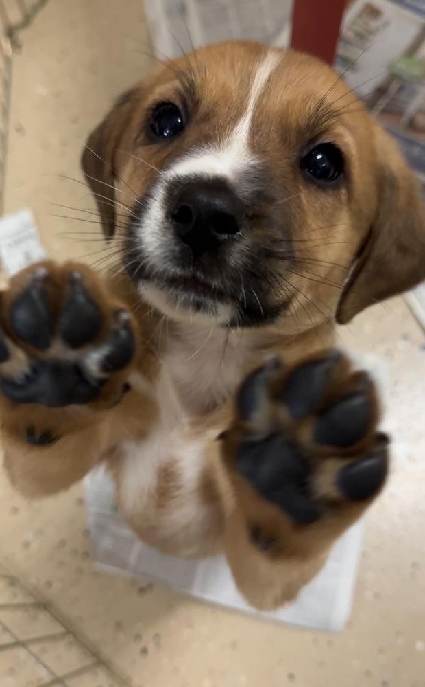 Enlarge Jean-Ralphio, a Adoptable mixed breed in Mundelein, IL image 6/6