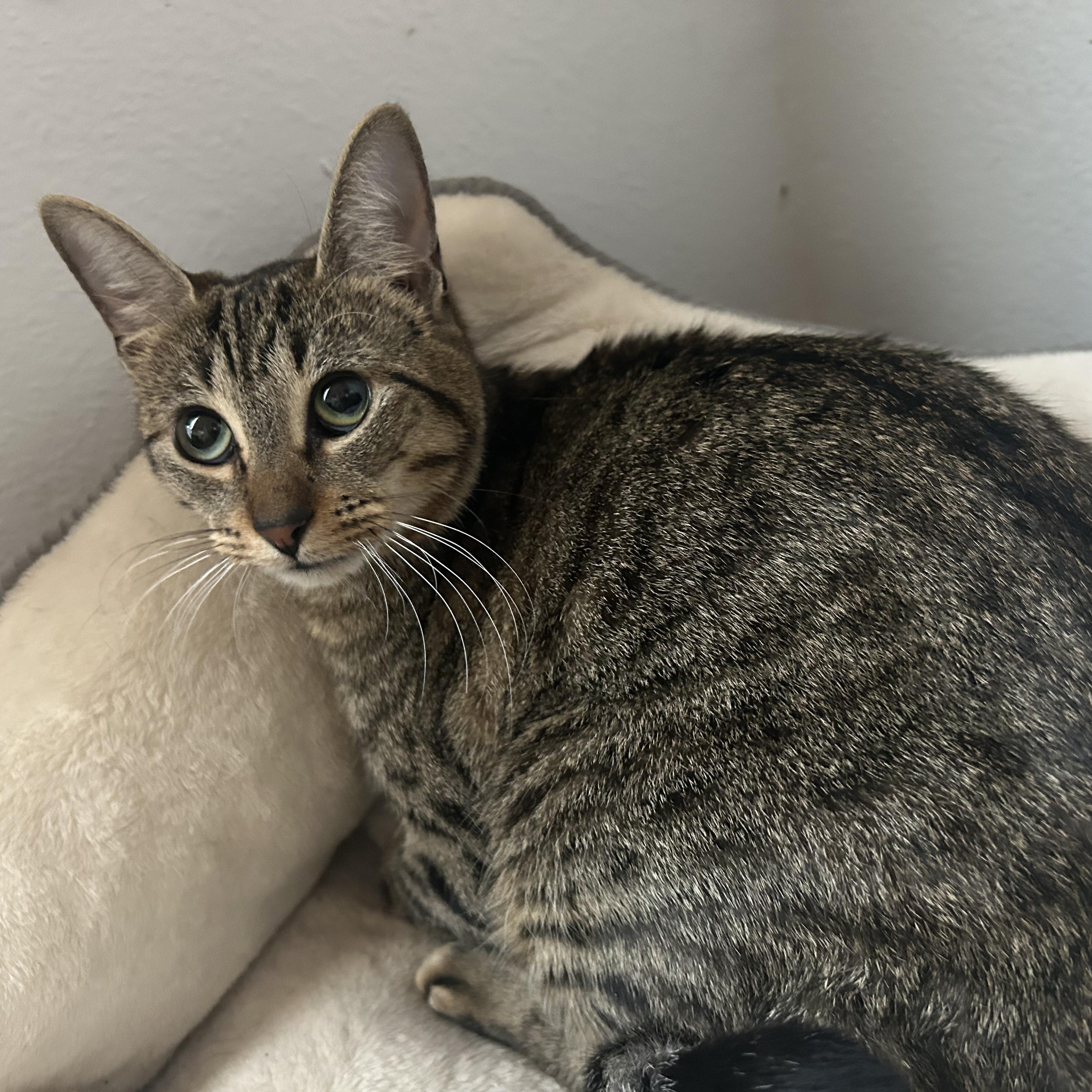 Maira, a Adoptable mixed breed in Kirkland, WA image 2/6