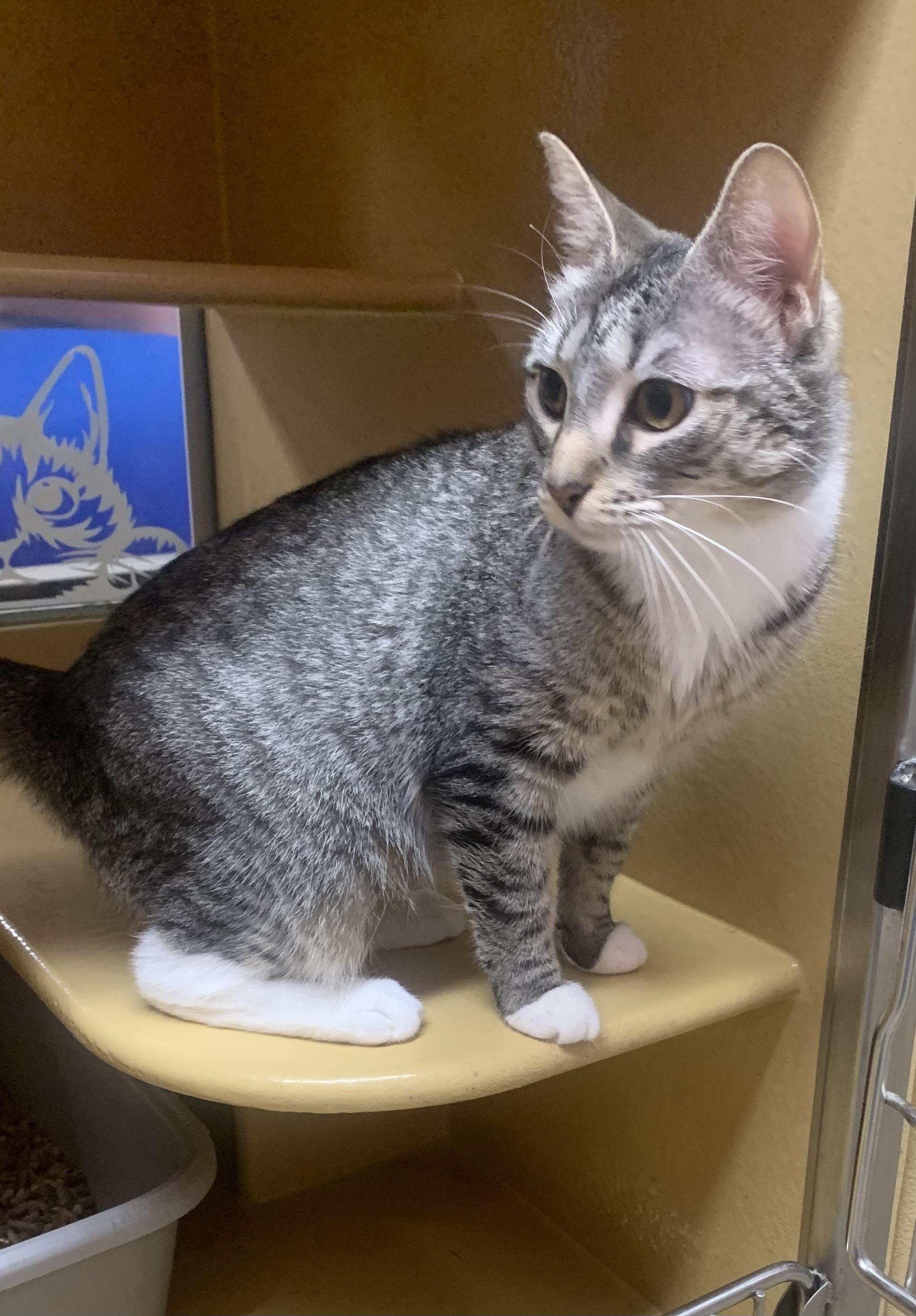 Posey, ADOPTABLE, Young Female Domestic Short Hair.