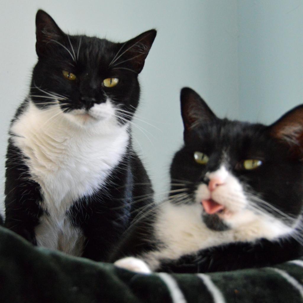 Enlarge Agave, a Adoptable Domestic Short Hair in Middletown, NY image 3/6