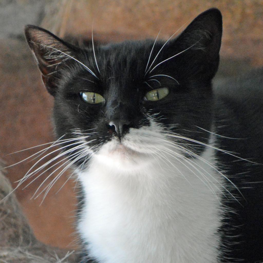 Enlarge Agave, a Adoptable Domestic Short Hair in Middletown, NY image 4/6