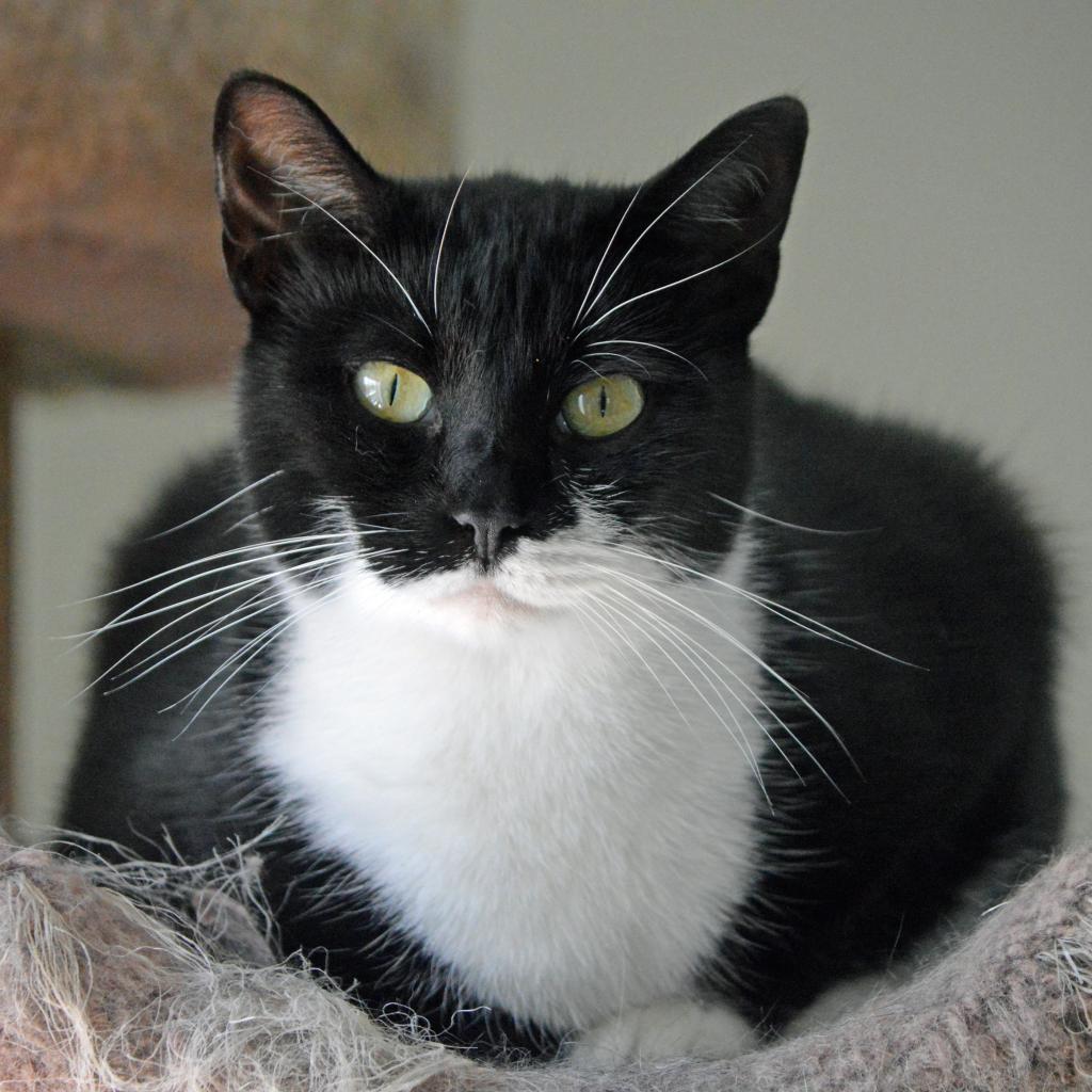 Enlarge Agave, a Adoptable Domestic Short Hair in Middletown, NY image 5/6
