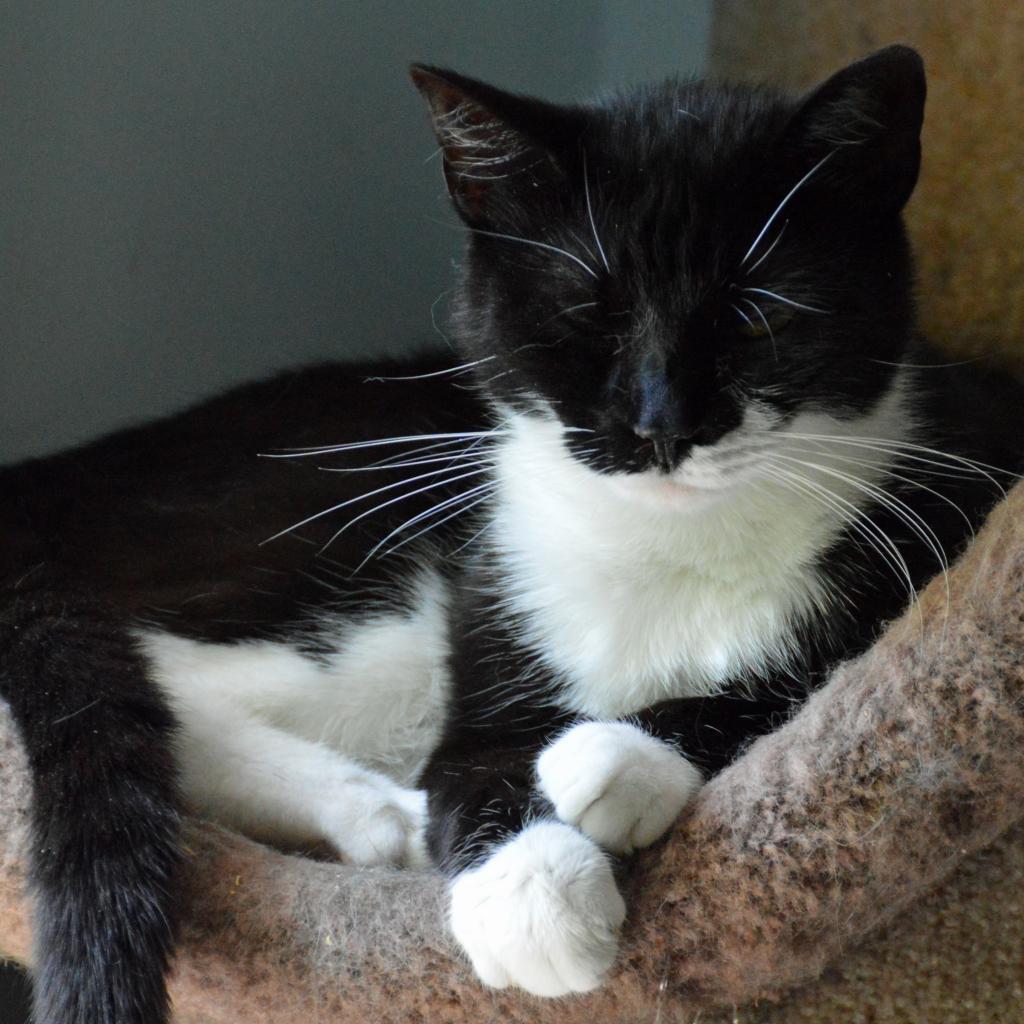 Enlarge Agave, a Adoptable Domestic Short Hair in Middletown, NY image 6/6