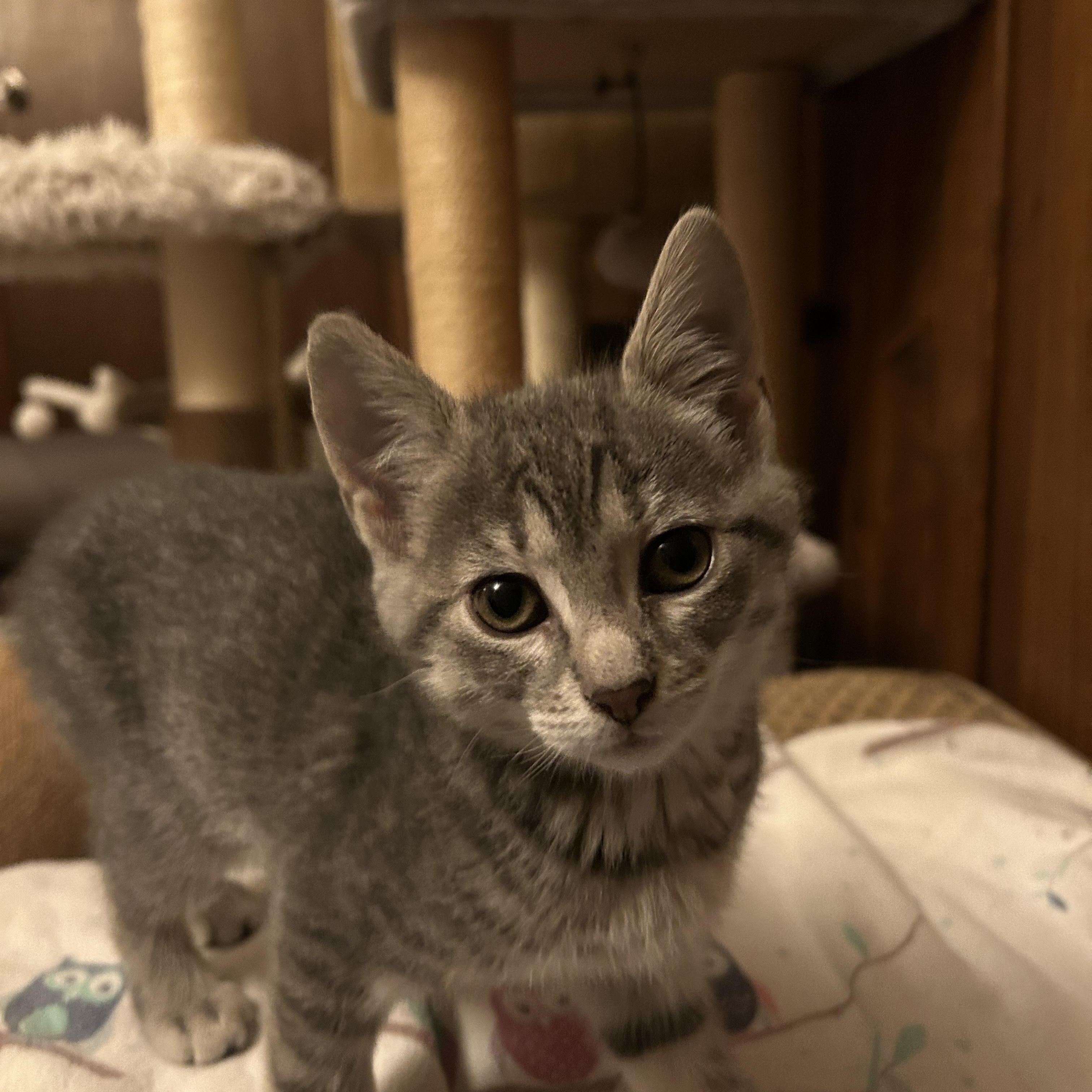 Finch (West C), a ADOPTABLE Domestic Short Hair in Warminster, PA image 3/6
