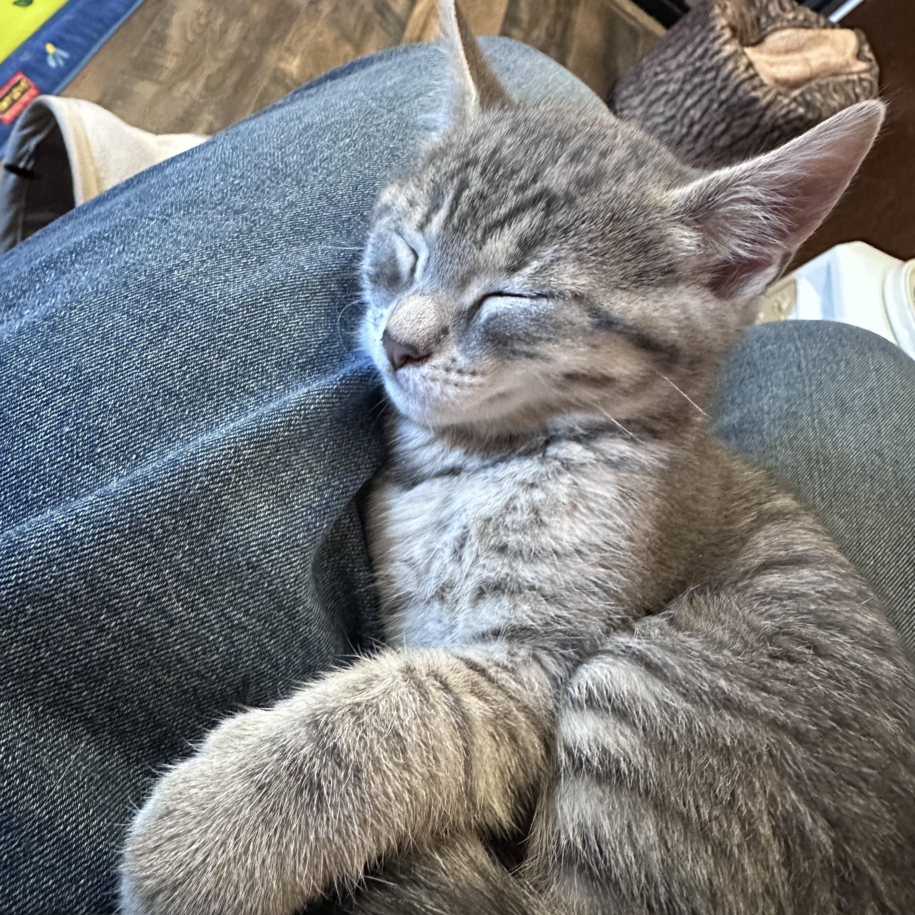 Finch (West C), a ADOPTABLE Domestic Short Hair in Warminster, PA image 2/6