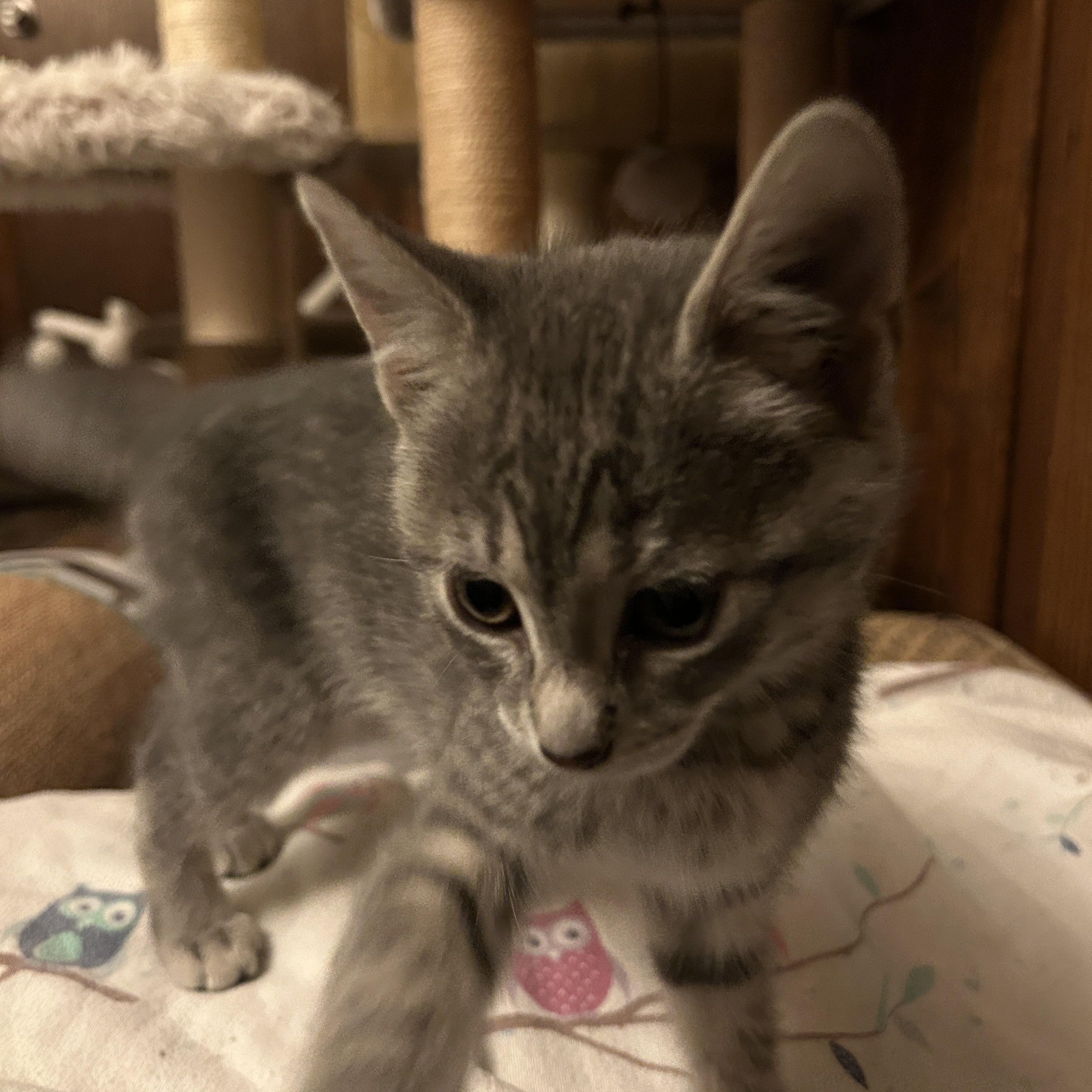 Finch (West C), a ADOPTABLE Domestic Short Hair in Warminster, PA image 4/6