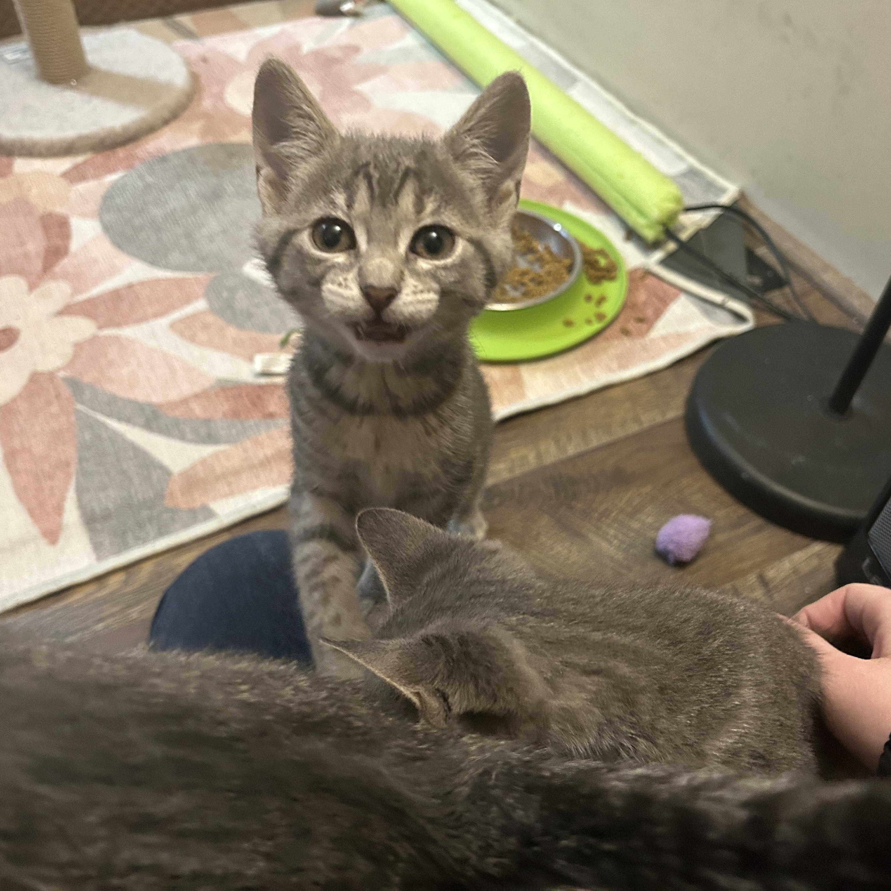 Finch (West C), a ADOPTABLE Domestic Short Hair in Warminster, PA image 5/6