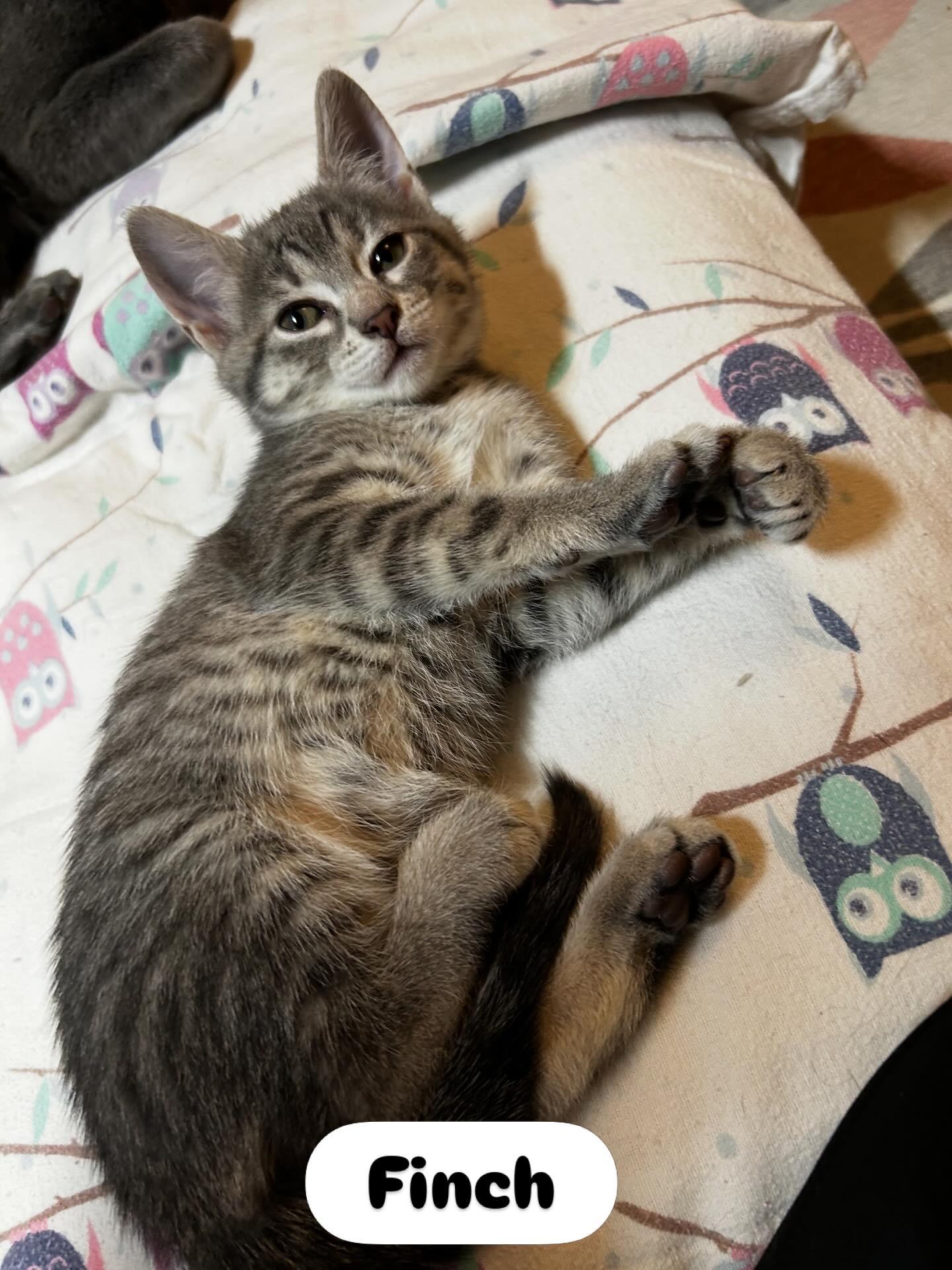 Finch (West C), ADOPTABLE, Kitten Female Domestic Short Hair.