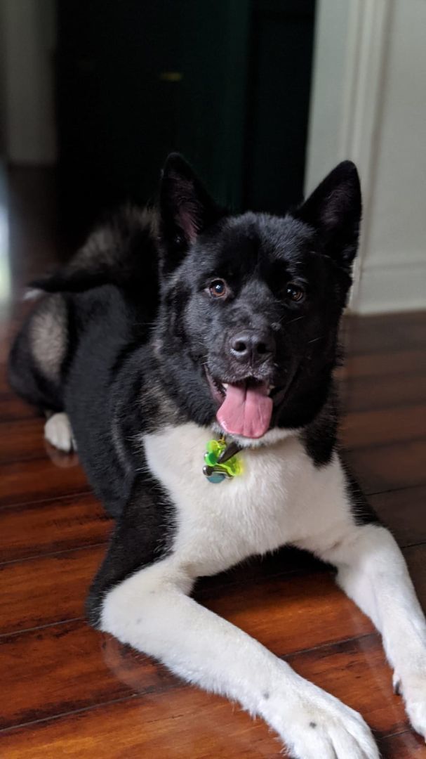 Kuma, an adoptable Akita in Jacksonville, FL_image-1