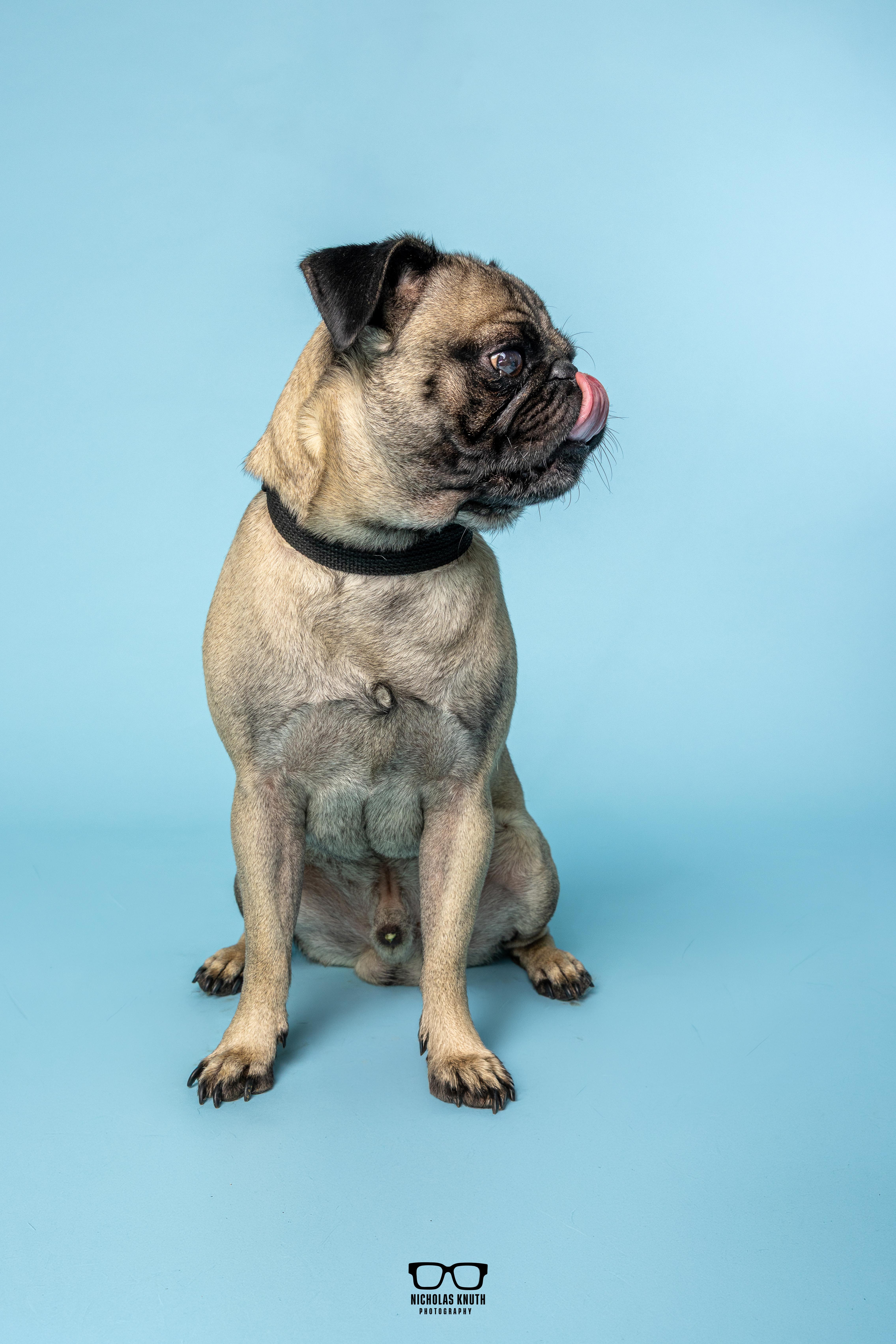 Frank, an adopted Pug in Palatine, IL image 4/6