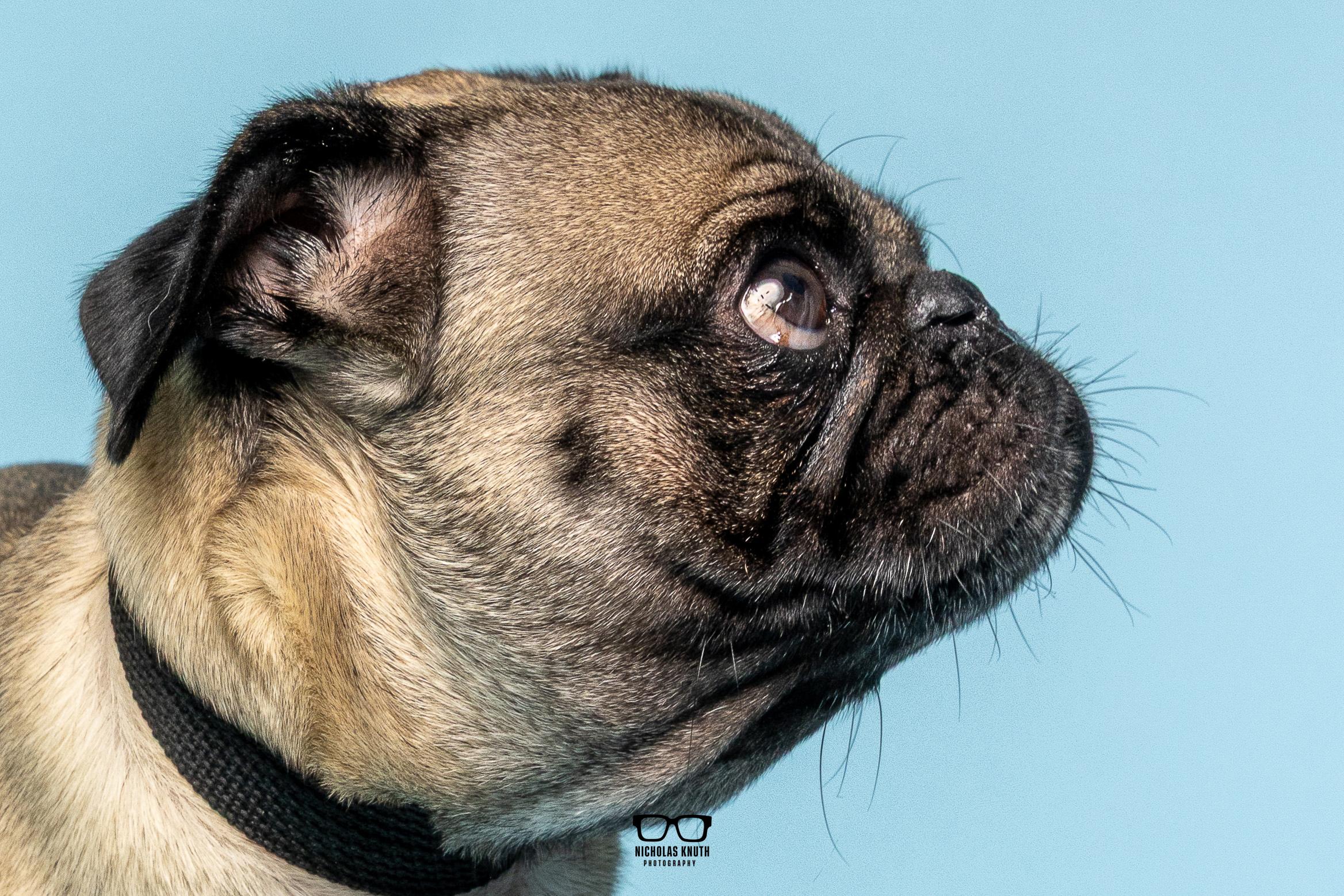 Frank, an adopted Pug in Palatine, IL image 5/6