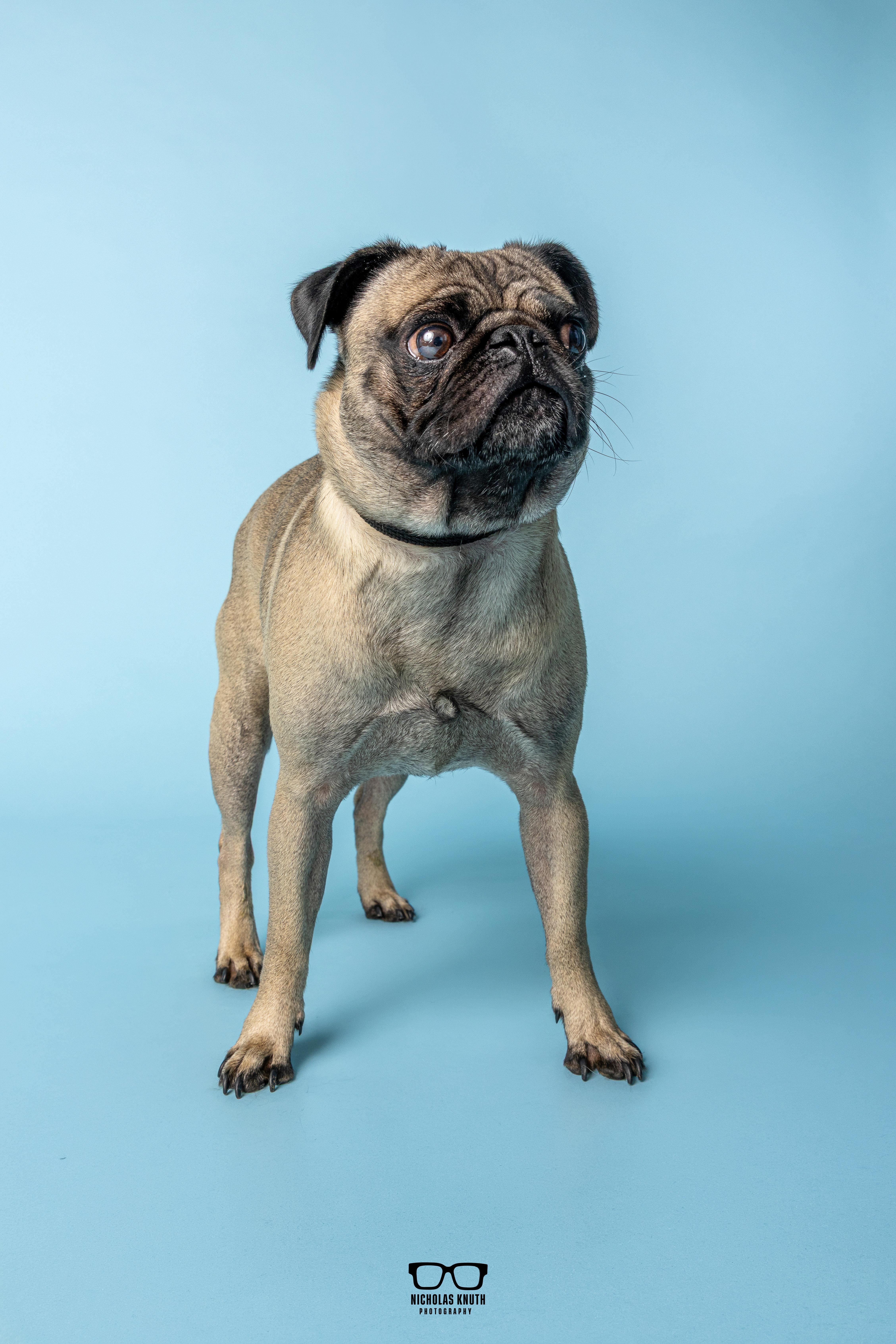 Frank, an adopted Pug in Palatine, IL image 2/6