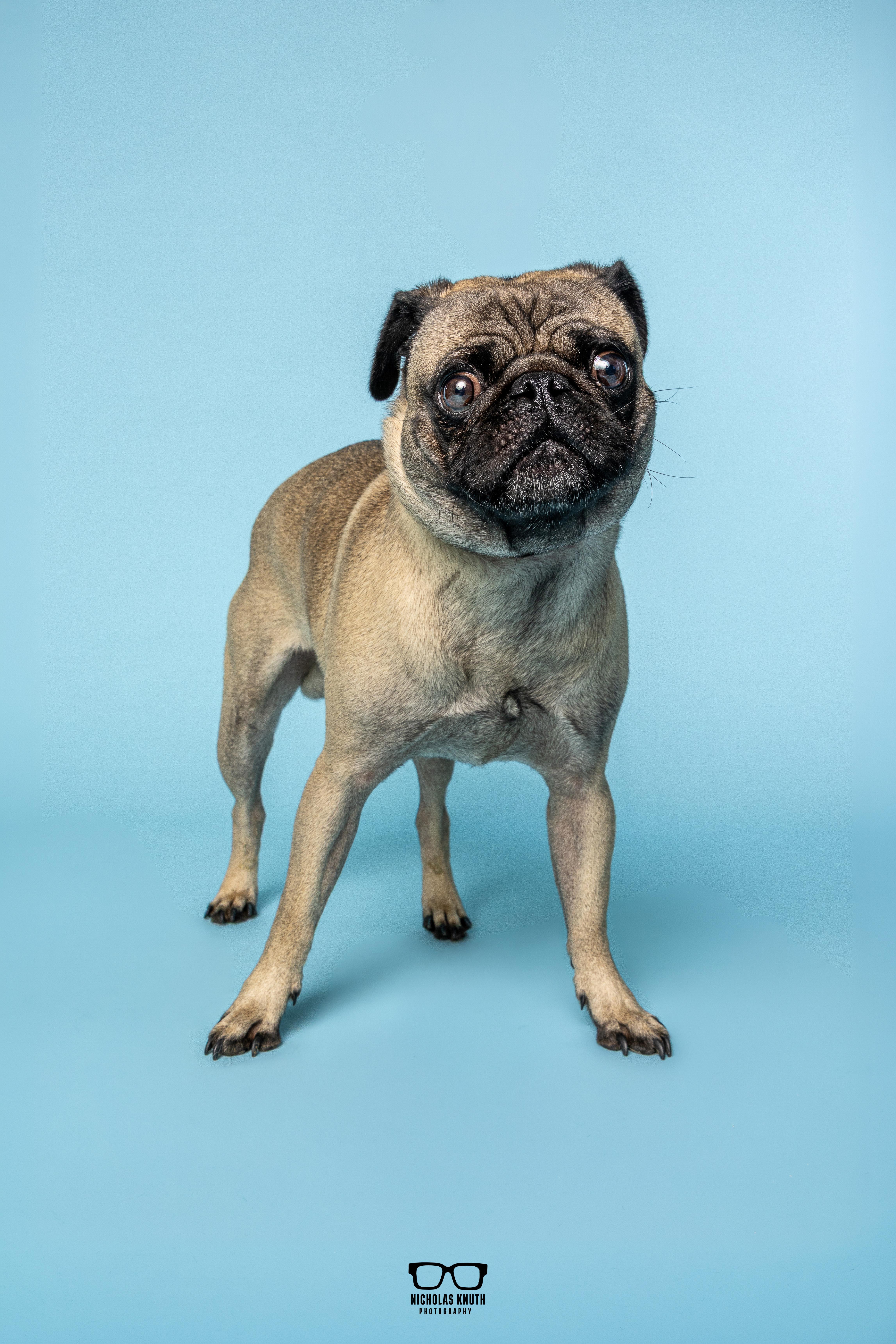 Frank, adopted, Young Male Pug.