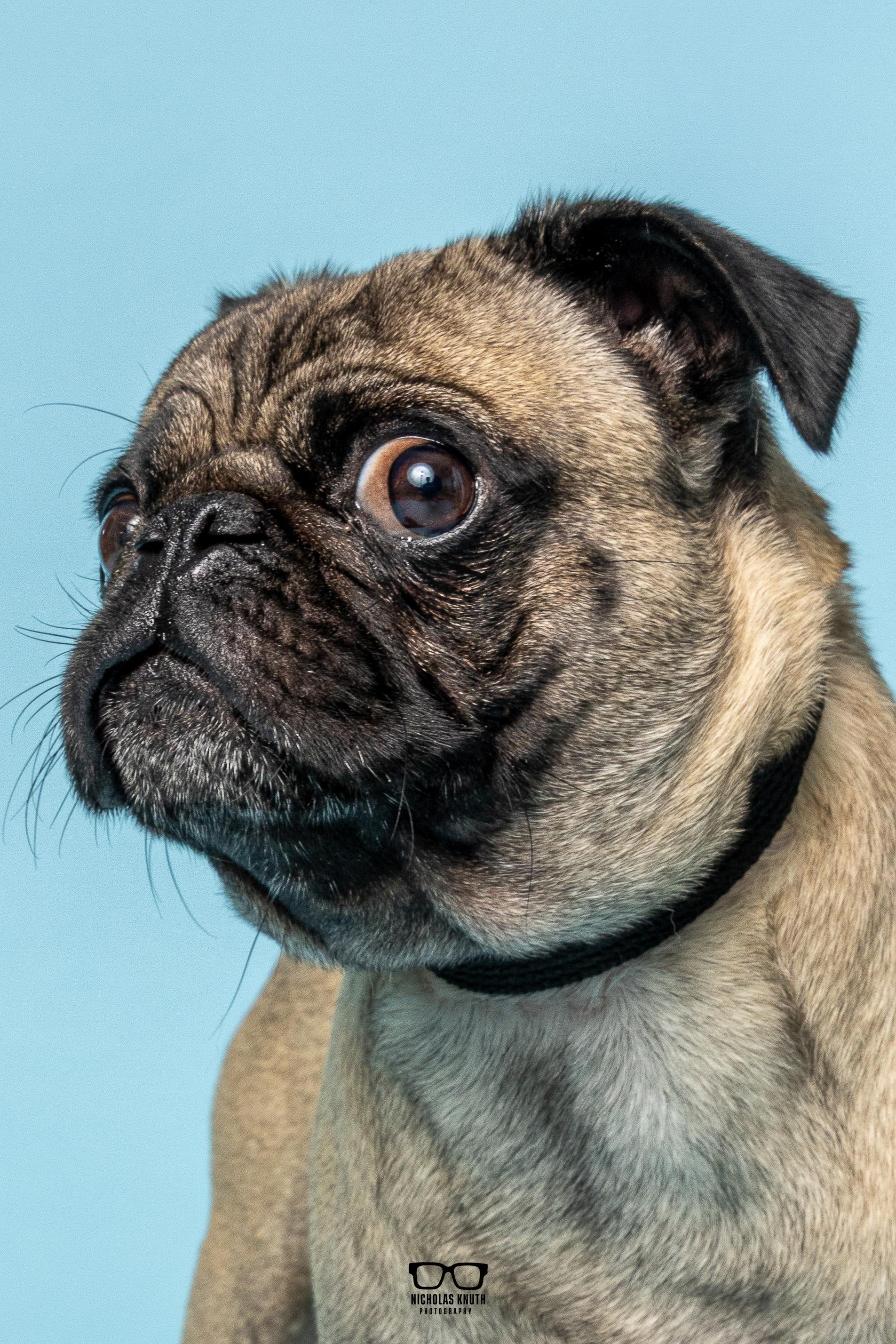 Frank, an adopted Pug in Palatine, IL image 3/6