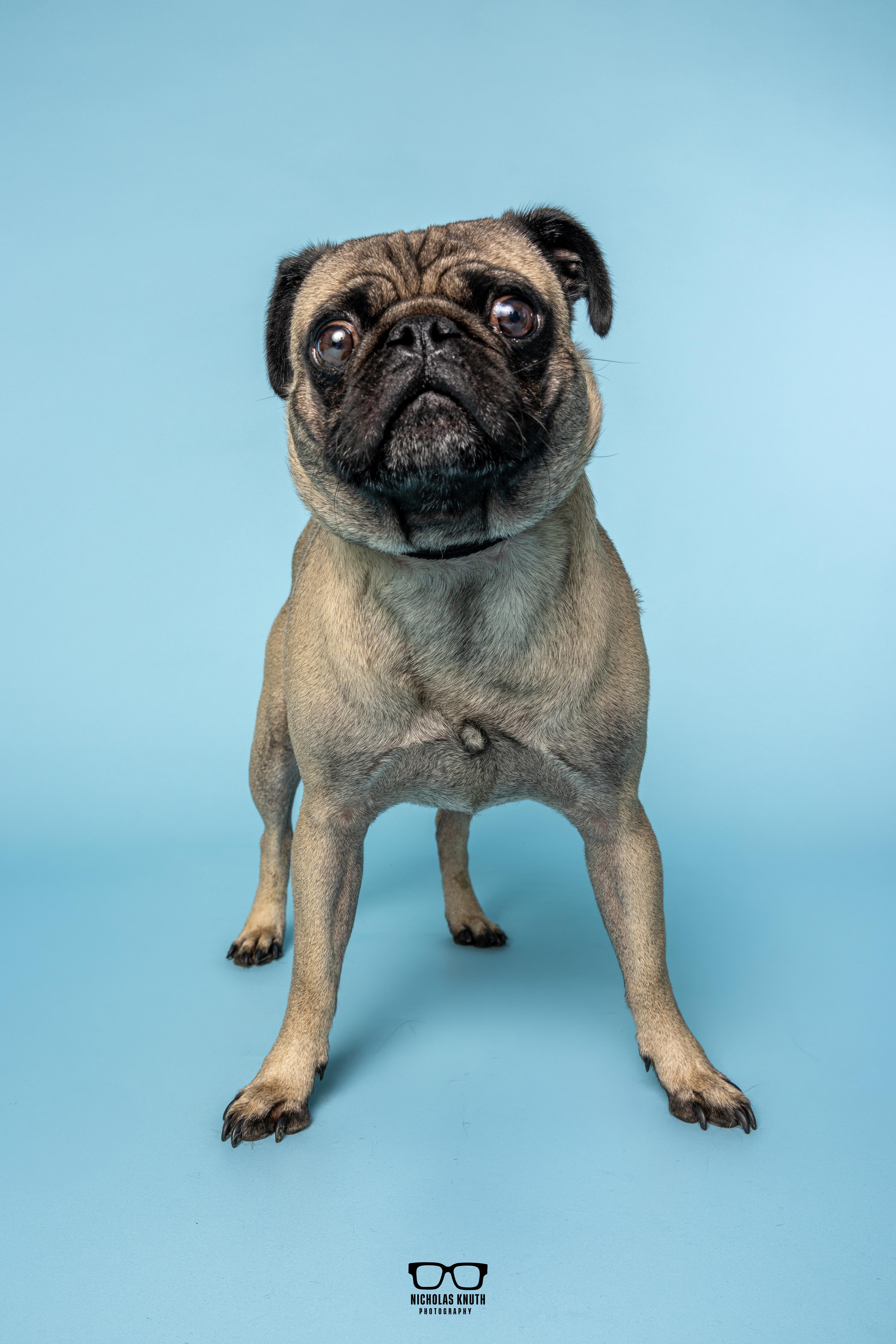 Frank, an adopted Pug in Palatine, IL image 6/6