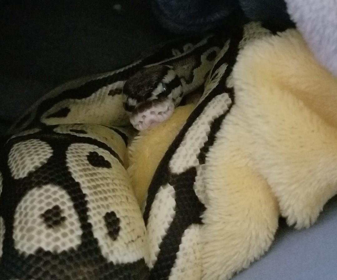 Enlarge Juptiper, a ADOPTABLE Ball Python in Olympia, WA image 5/5