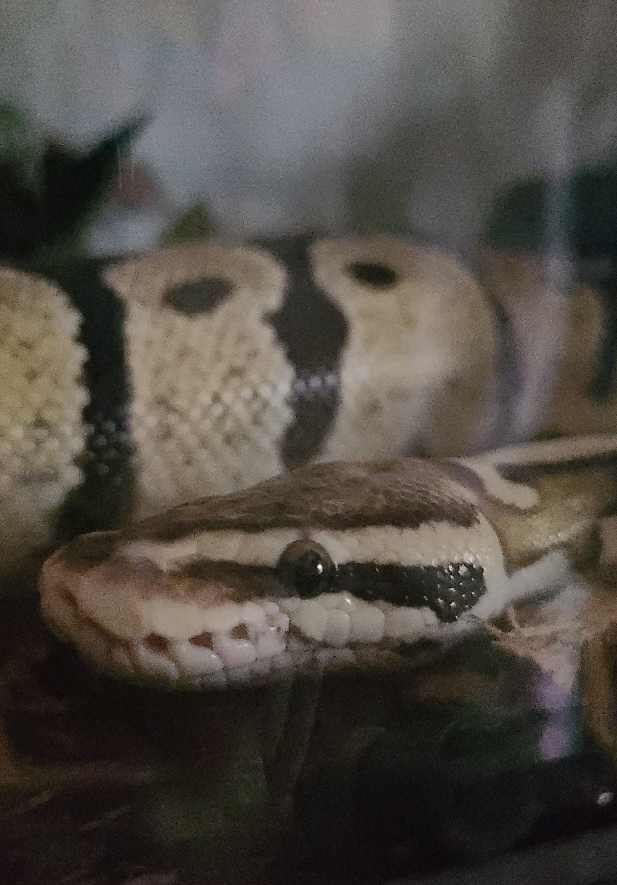 Enlarge Juptiper, a ADOPTABLE Ball Python in Olympia, WA image 2/5