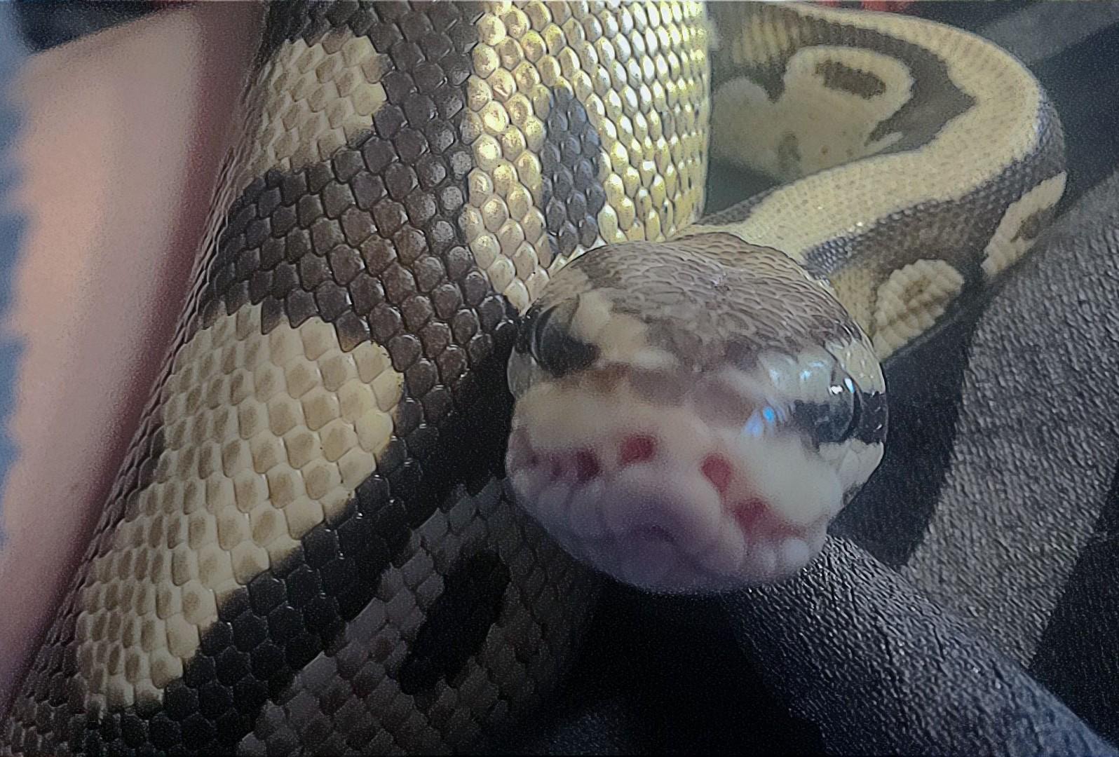 Enlarge Juptiper, a ADOPTABLE Ball Python in Olympia, WA image 3/5