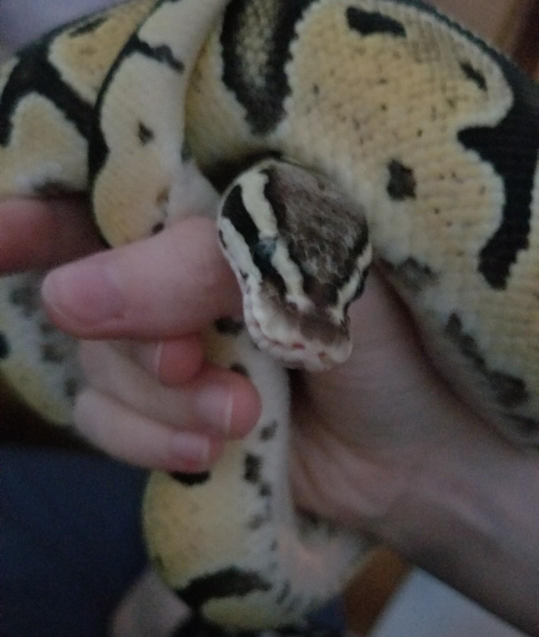 Juptiper, ADOPTABLE, Adult Male Ball Python.