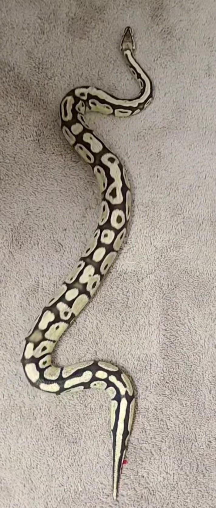 Enlarge Juptiper, a ADOPTABLE Ball Python in Olympia, WA image 4/5