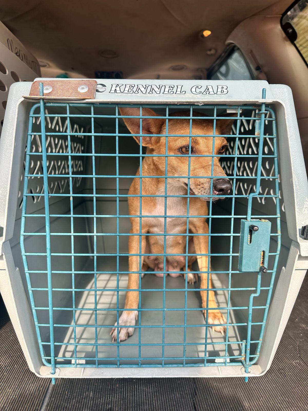 Misha, Adoptable, Adult Female Chihuahua & Terrier.