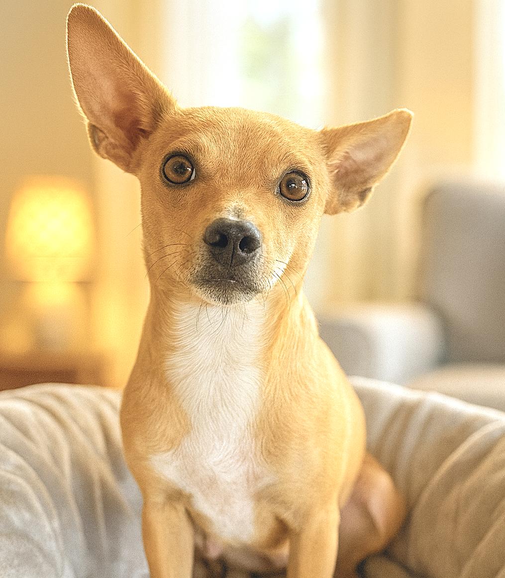 Misha, a Adoptable mixed breed in Sherwood, OR image 1/4