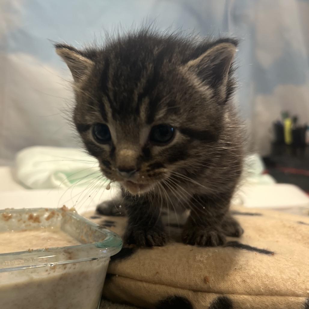 Bambino, Adoptable, Kitten Male Domestic Short Hair.