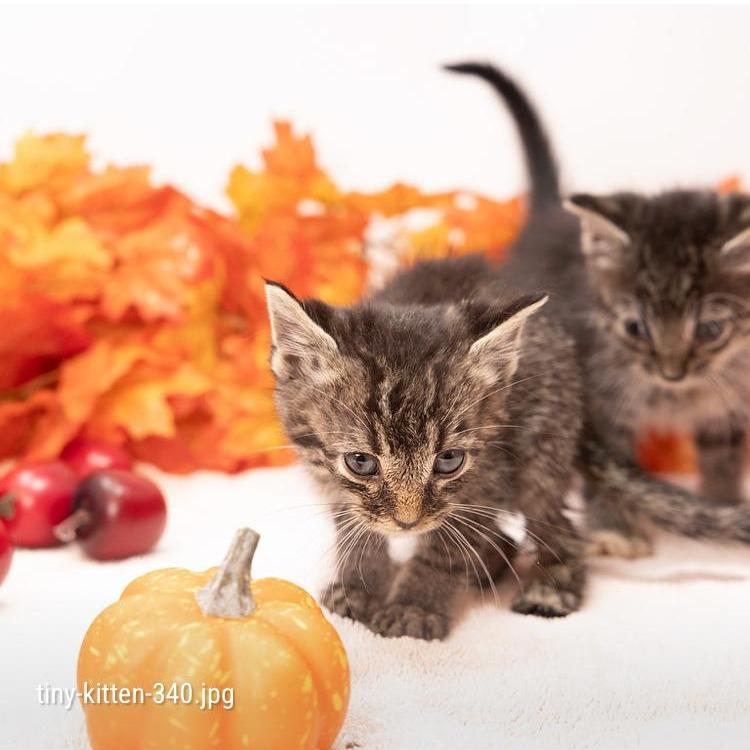 Enlarge Bambino, a Adoptable Domestic Short Hair in Durham, NC image 2/6