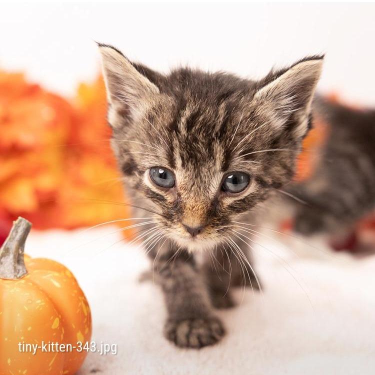 Enlarge Bambino, a Adoptable Domestic Short Hair in Durham, NC image 3/6