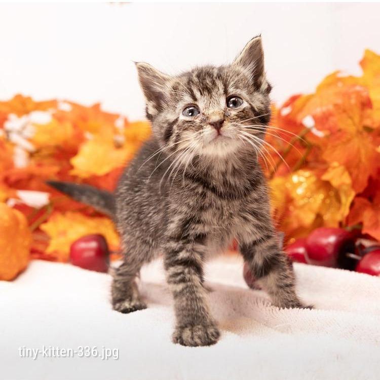Enlarge Bambino, a Adoptable Domestic Short Hair in Durham, NC image 4/6